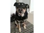 Adopt Koby a Black - with Tan Yellow or Fawn Shepherd (Unknown T
