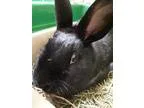Adopt Jasmine a Black Dwarf  Mixed (short coat) rabbit in Edinbu