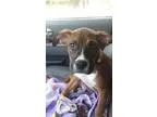 Adopt Jett a BrownChocolate - with White Boxer  Mixed dog in Wes