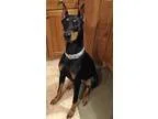Adopt Briggsley a Doberman Pinscher