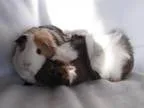 Adopt Daffodil and Daisy a Abyssinian Short-haired