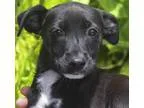 Adopt Mulan a Black - with White Labrador Retriever  Spaniel (Un