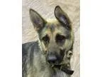 Adopt Samantha a German Shepherd Dog