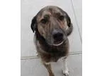 Adopt Jimminey a German Shepherd Dog