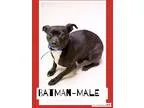 Adopt batman a Black - with White Boston Terrier  Dachshund  Mix