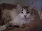 Adopt Cisco a Ragdoll