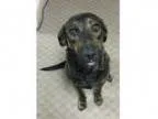 Adopt Cleo a Australian Cattle Dog (Blue Heeler)