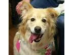 Adopt Seven a TanYellowFawn Golden Retriever  Mixed dog in BIRMI