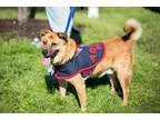 Adopt Petey (See Video) a German Shepherd Dog