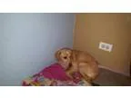 Adopt Scooter a Golden Retriever