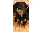 Adopt Skipper a Australian Shepherd