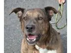 Adopt Belle a Mastiff