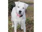 Adopt Gracie Davis a White Poodle (Miniature)  Terrier (Unknown 