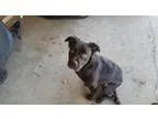 Adopt Peanut a Border Collie