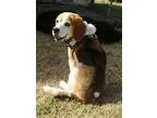 Adopt Stewart a Tricolor (TanBrown and Black and White) Beagle  