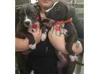 Adopt Renny a Black - with White Retriever (Unknown Type)  Mixed