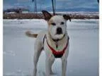 Adopt Jasper a Cattle Dog