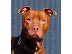 Adopt Jenny a Pit Bull Terrier