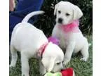 AKC Great Dane puppies