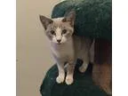 Adopt Shamrock a Cream or Ivory Domestic Shorthair (short coat) 