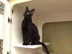 Adopt Lucky Girl a All Black Domestic Shorthair  Mixed (short co