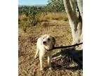 Adopt Kenzo a Schnauzer Poodle