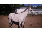 Adopt Skippy a TanYellowFawn - with White Terrier (Unknown Type