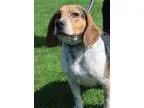 Adopt Patrick a Beagle
