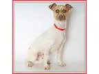 Adopt Goji Berry a Australian Cattle Dog (Blue Heeler) Dachshund