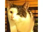 Adopt FUNNY GOOFBALL BOOBOO a Domestic Short Hair Tabby - Brown