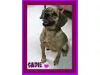 Adopt Sadie a Pug Beagle