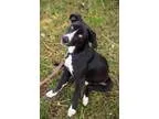 Adopt Carson a Border Collie