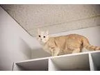 Adopt Blaze (cat) a Tabby - buff