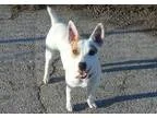 Adopt Macie a Jack Russell Terrier