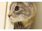 Adopt CONDO 30 PURRDO a Tortoiseshell Siamese (short coat) cat i