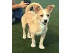Adopt Gordon Biersch a Jack Russell Terrier (Parson Russell Terr