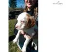 Sophie - English Setter Pup 5