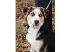 Adopt Hazel a Hound Husky