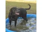 Adopt ARES a Australian Cattle Dog (Blue Heeler) Labrador Retrie