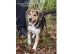Adopt Squirt a Beagle