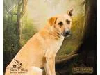 Adopt Lucas a TanYellowFawn - with Black Anatolian Shepherd  Mix