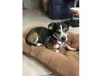 Adopt Lexie a Jack Russell Terrier