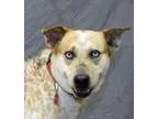 Adopt Frank a Australian Cattle Dog (Blue Heeler)
