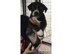 Adopt Jan a Black - with White Labrador Retriever  Border Collie