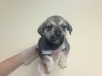 Adopt Whitney a Shepherd Basset Hound