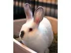 Adopt Clover a Californian