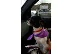 Adopt Country Presley a Shih Tzu
