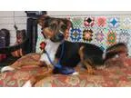 Adopt Wyatt2 a Shepherd