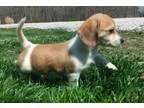 Adopt Beagle mix puppies a Beagle