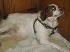 Adopt TNBailey a RedGoldenOrangeCh estnut - with White Brittany 